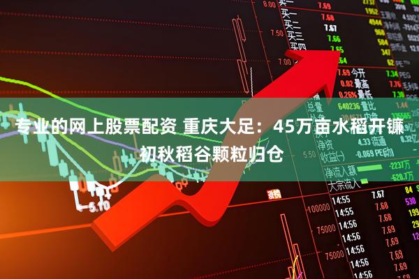 专业的网上股票配资 重庆大足：45万亩水稻开镰 初秋稻谷颗粒归仓